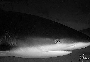 This image shows a Caribbean Reef Shark coming in for a c... by Steven Anderson 